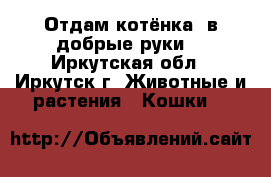 Отдам котёнка..в добрые руки! - Иркутская обл., Иркутск г. Животные и растения » Кошки   